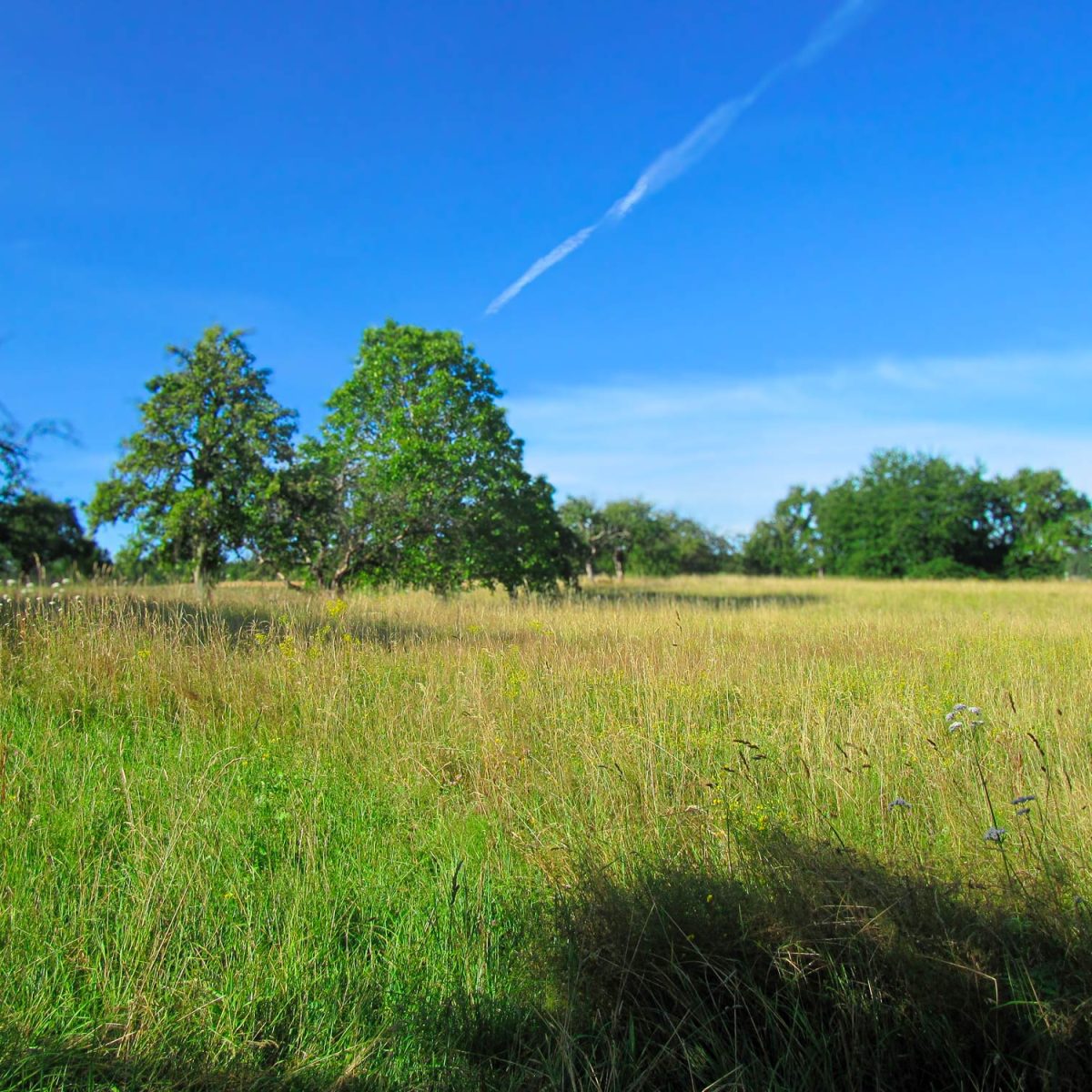 Pfinztal, Biotopverbund