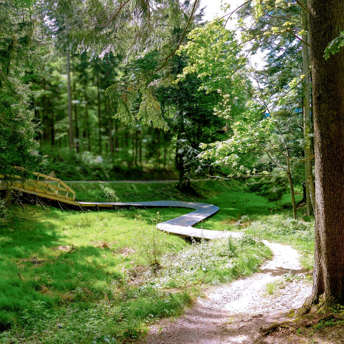 Kirchzarten, Hexenwald-Trailwald